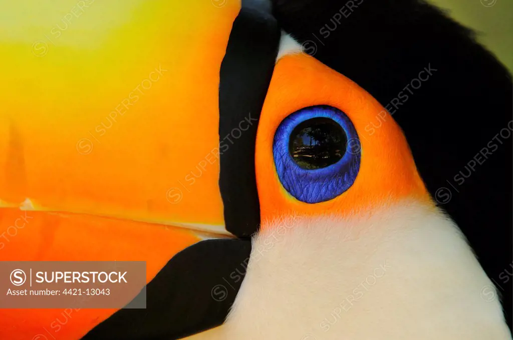 Toco Toucan (Ramphastos toco) adult, close-up of face and beak, Brazil, captive
