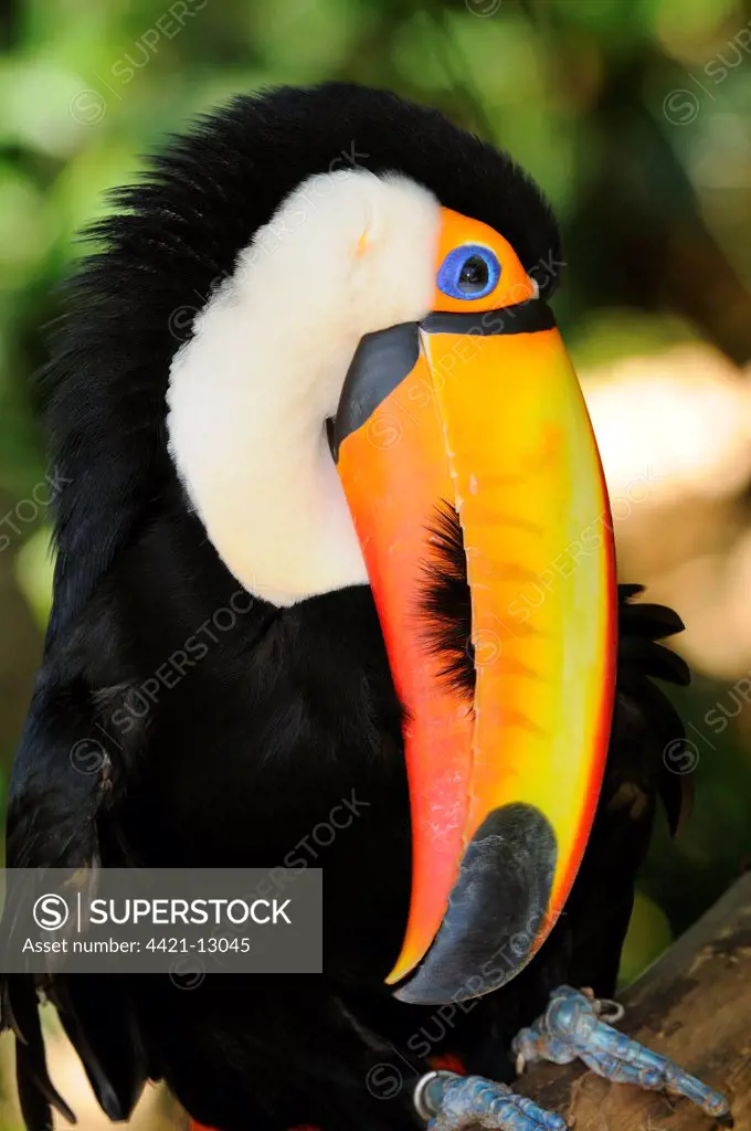 Toco Toucan (Ramphastos toco) adult, preening, Brazil, captive