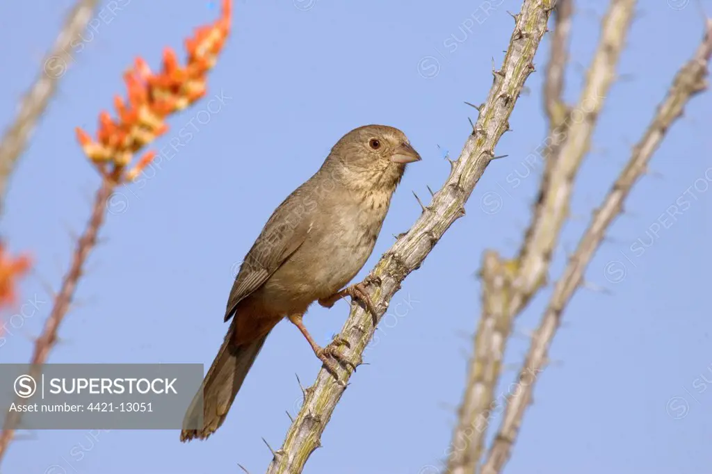 Canyon Towhee (Pipilo fuscus) adult, perched on ocotillo stem, U.S.A.