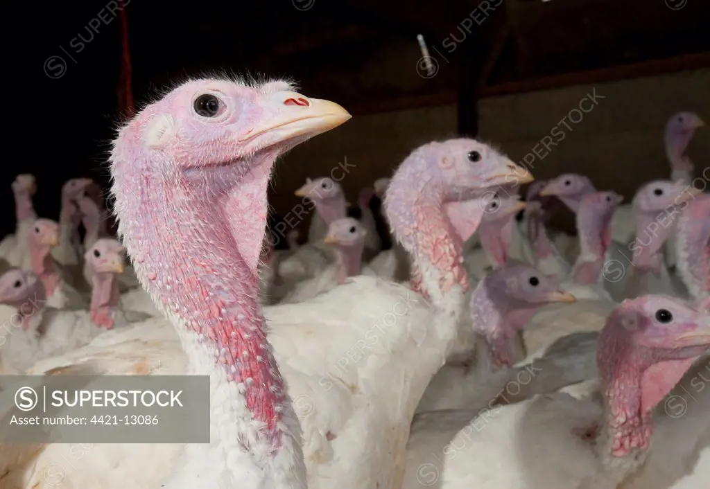 Domestic Turkey, white flock, close-up of heads, in shed, Lancashire, England, winter