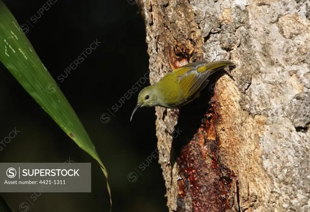 Green-tailed Sunbird (Aethopyga nipalensis koelzi) adult female, feeding on tree sap, Eaglenest Wildlife Sanctuary, Arunachal Pradesh, India, january