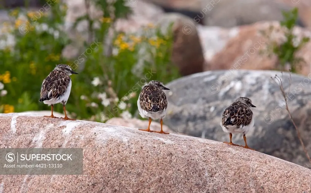 Ruddy Turnstone (Arenaria interpres) three juveniles, just fledged, standing on rock, Finland, july
