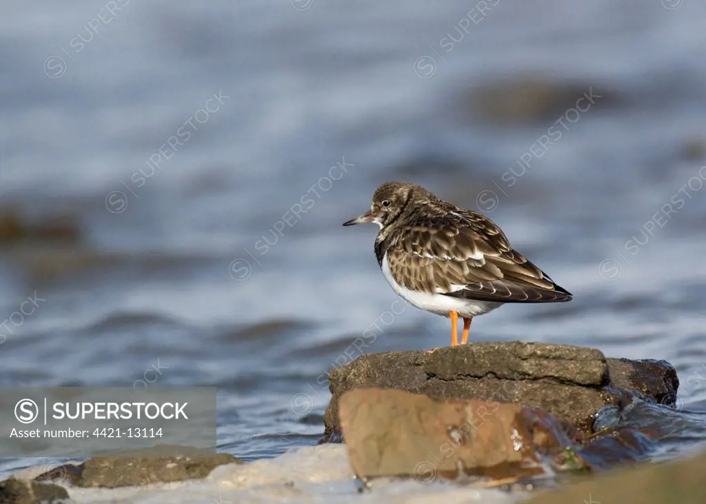 Ruddy Turnstone (Arenaria interpres) adult, winter plumage, standing on rock beside sea, Southerness, Dumfries and Galloway, Scotland, winter