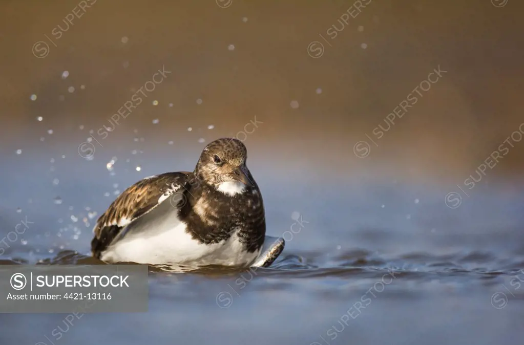 Ruddy Turnstone (Arenaria interpres) adult, winter plumage, bathing in shallow coastal lagoon, Norfolk, England, january