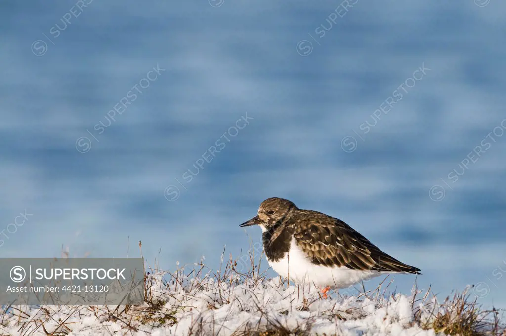 Ruddy Turnstone (Arenaria interpres) adult, winter plumage, standing in snow, Salthouse, Norfolk, England, january