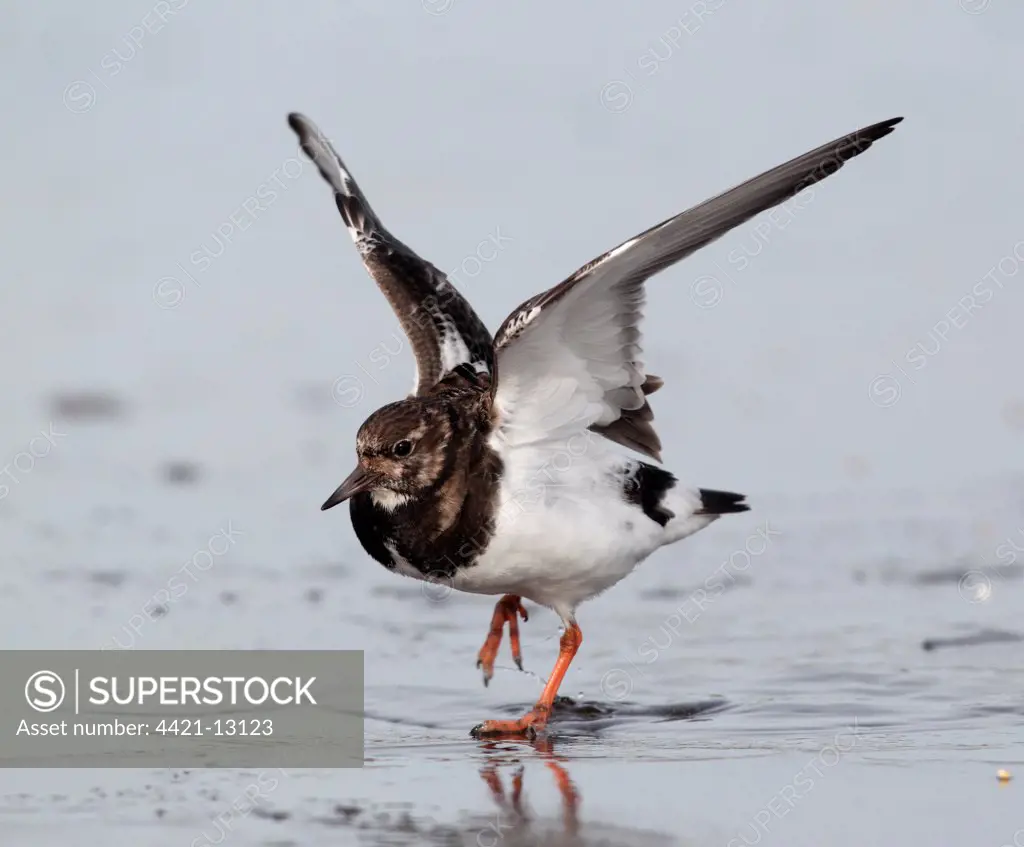 Ruddy Turnstone (Arenaria interpres) adult, winter plumage, with wings spread, hovering over ice, Norfolk, England, march