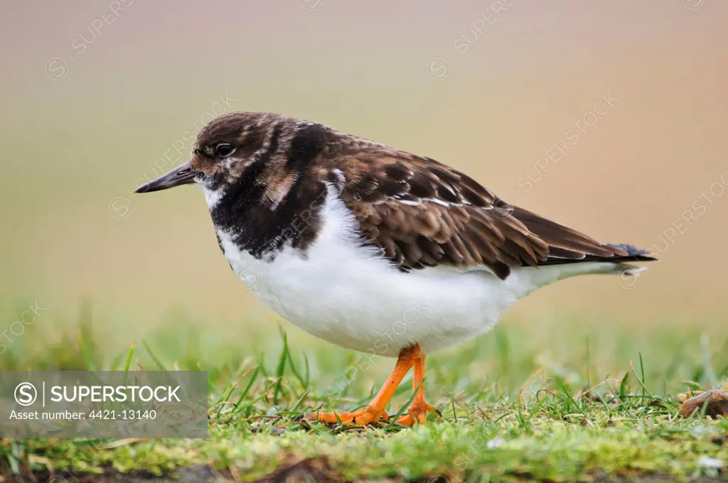 Ruddy Turnstone (Arenaria interpres) adult, winter plumage, walking across grassy bank, Salthouse, Norfolk, England, january