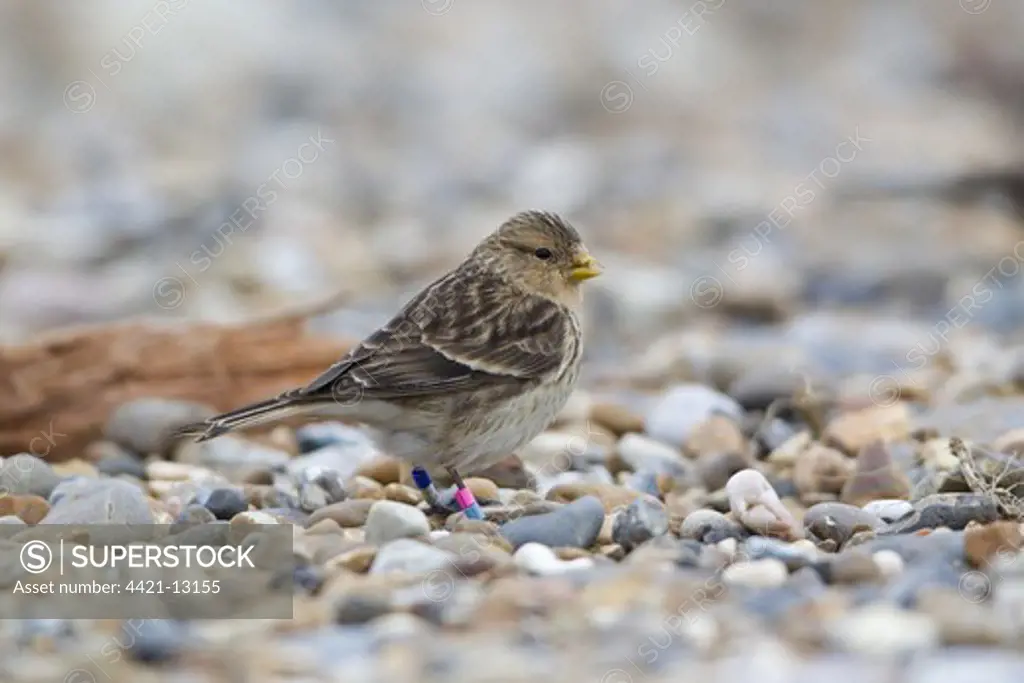 Twite (Acanthis flavirostris) adult, with colour leg rings, standing on shingle beach, Suffolk, England, march
