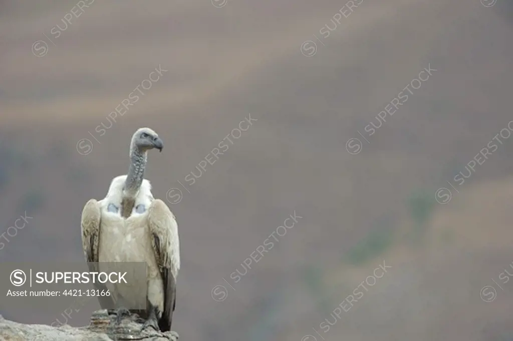Cape Vulture (Gyps coprotheres) adult, perched on rock at cliif edge, Giant's Castle, Drakensberg Mountains, Natal, South Africa