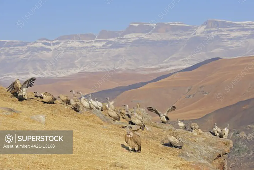 Cape Vulture (Gyps coprotheres) flock, gathered on mountain clifftop, Giant's Castle N.P., Drakensberg Mountains, Natal, South Africa