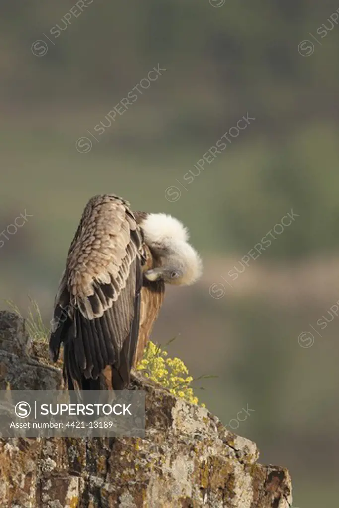 Eurasian Griffon Vulture (Gyps fulvus) adult, preening, perched on precipice in early morning, Rhodope Mountains, Bulgaria, april