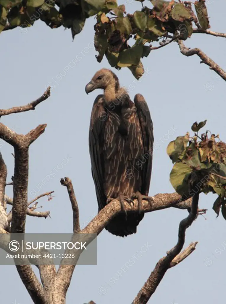 White-rumped Vulture (Gyps bengalensis) adult, perched on branch, Corbett N.P., Uttarakhand, India, february