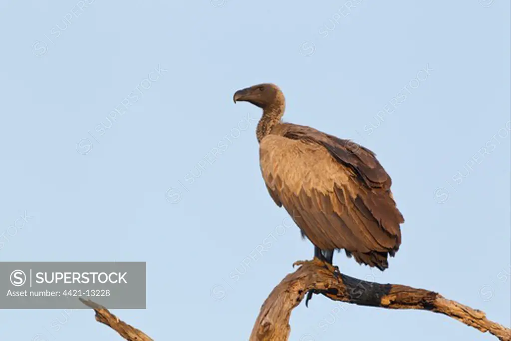 White-backed Vulture (Gyps africanus) adult, perched on dead branch, Okavango Delta, Botswana