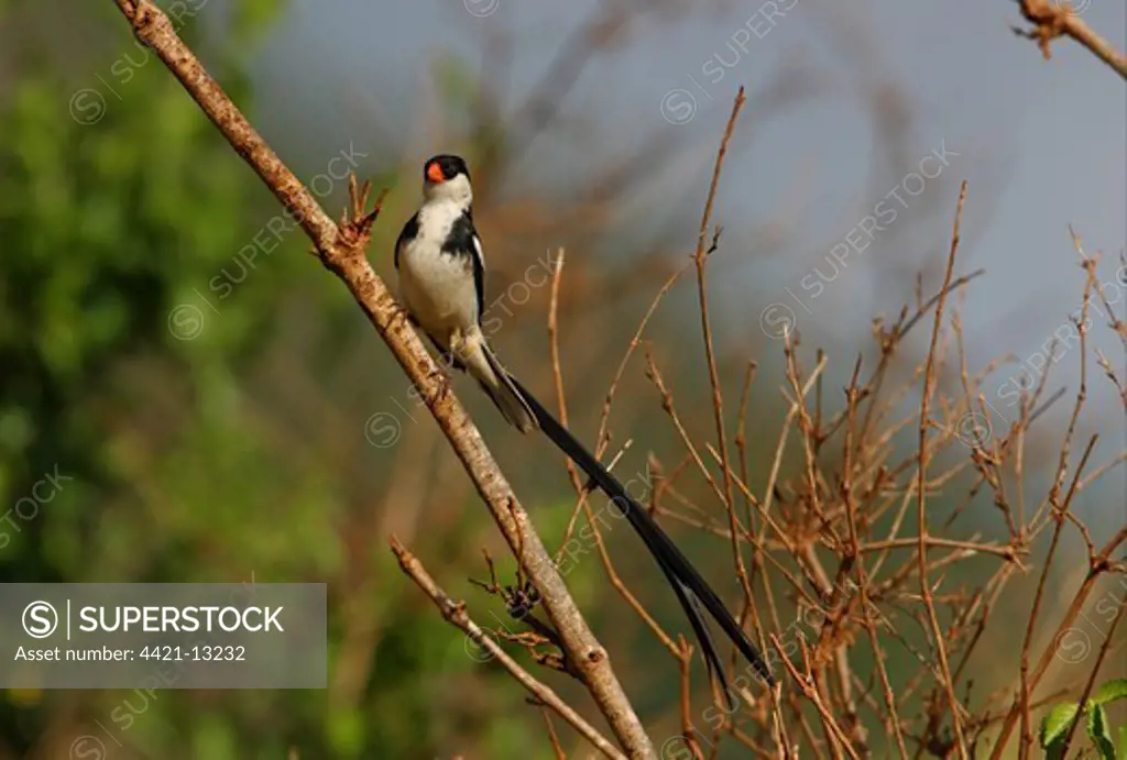 Pin-tailed Whydah (Vidua macroura) adult male, in breeding plumage, perched on branch, Tsavo West N.P., Kenya, november