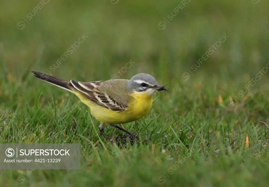 Blue-headed Wagtail (Motacilla flava flava) adult male, with fly in beak, standing on short grass, Sea Palling, Norfolk, England, april