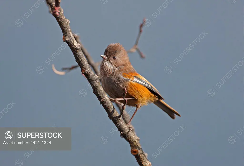 Brown-throated Fulvetta (Alcippe ludlowi) adult, perched on twig, below Sella Pass, Arunachal Pradesh, India, january
