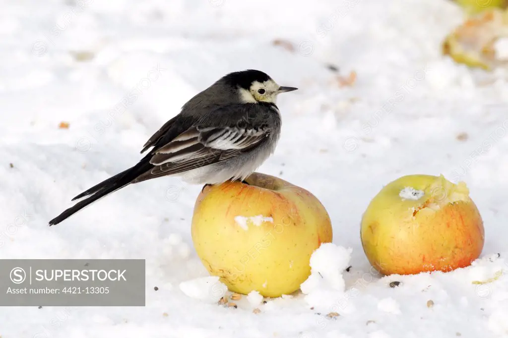 Pied Wagtail (Motacilla alba yarrellii) adult female, perched on apple in snow, Midlands, England, december