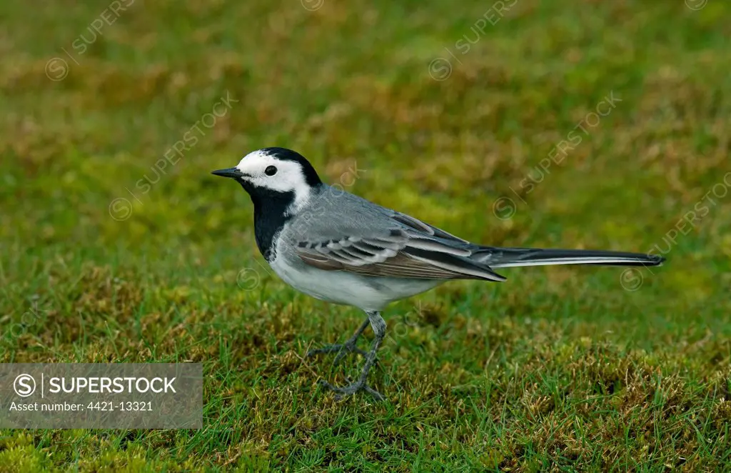 White Wagtail (Motacilla alba) adult male, standing on short turf, England, april