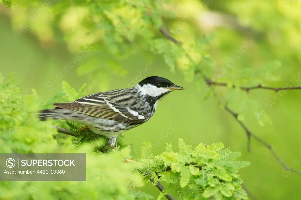 Blackpoll Warbler (Dendroica striata) adult male, breeding plumage, perched on twig, South Padre Island, Texas, U.S.A., april
