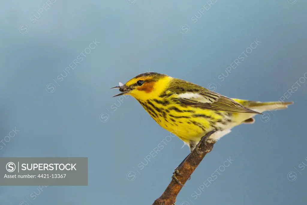 Cape May Warbler (Setophaga tigrina) adult male, with insect in beak, South Padre Island, Texas, U.S.A., april