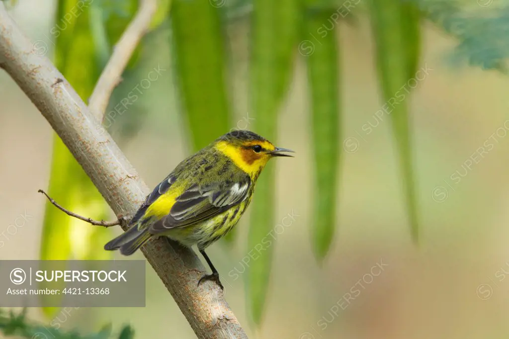 Cape May Warbler (Setophaga tigrina) adult male, perched on branch, South Padre Island, Texas, U.S.A., april