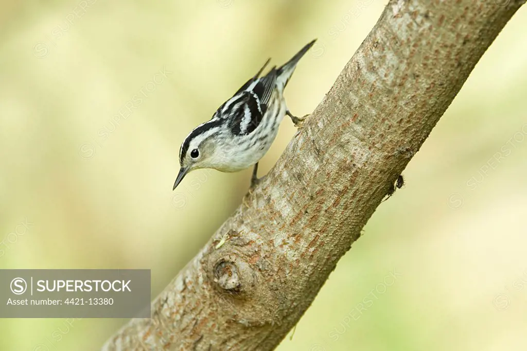 Black-and-white Warbler (Mniotilta varia) adult female, perched on branch, South Padre Island, Texas, U.S.A., april