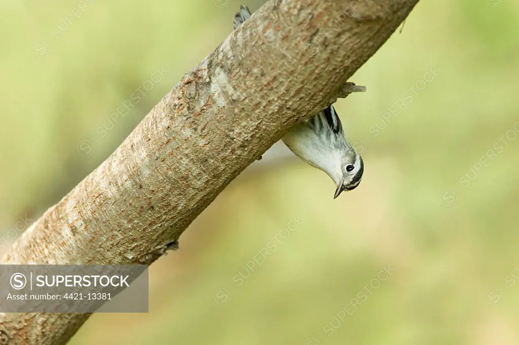 Black-and-white Warbler (Mniotilta varia) adult female, hunting for insects on branch, South Padre Island, Texas, U.S.A., april