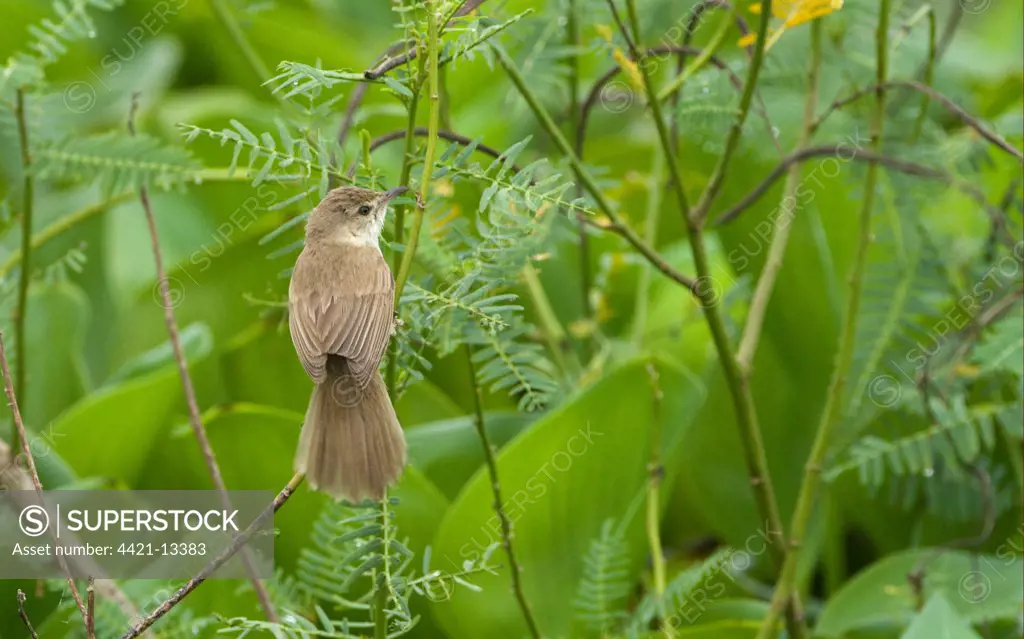 Clamorous Reed-warbler (Acrocephalus stentoreus) adult, perched on stem, Candaba Marsh, Luzon Island, Philippines