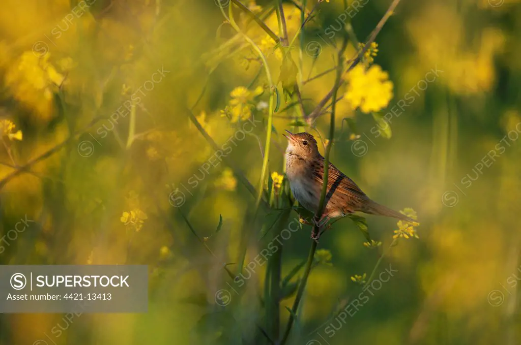 Grasshopper Warbler (Locustella naevia) adult, singing, perched on stem in evening sunlight, Norfolk, England, may