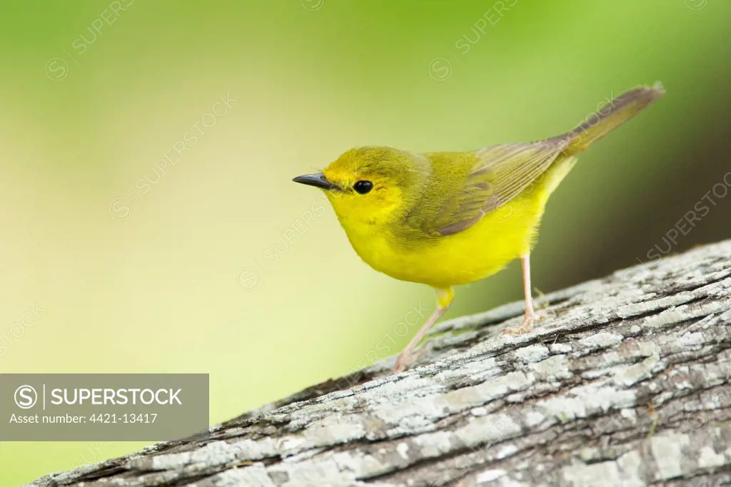Hooded Warbler (Wilsonia citrina) adult female, perched on branch, Port Aransas, Mustang Island, Texas, U.S.A., april