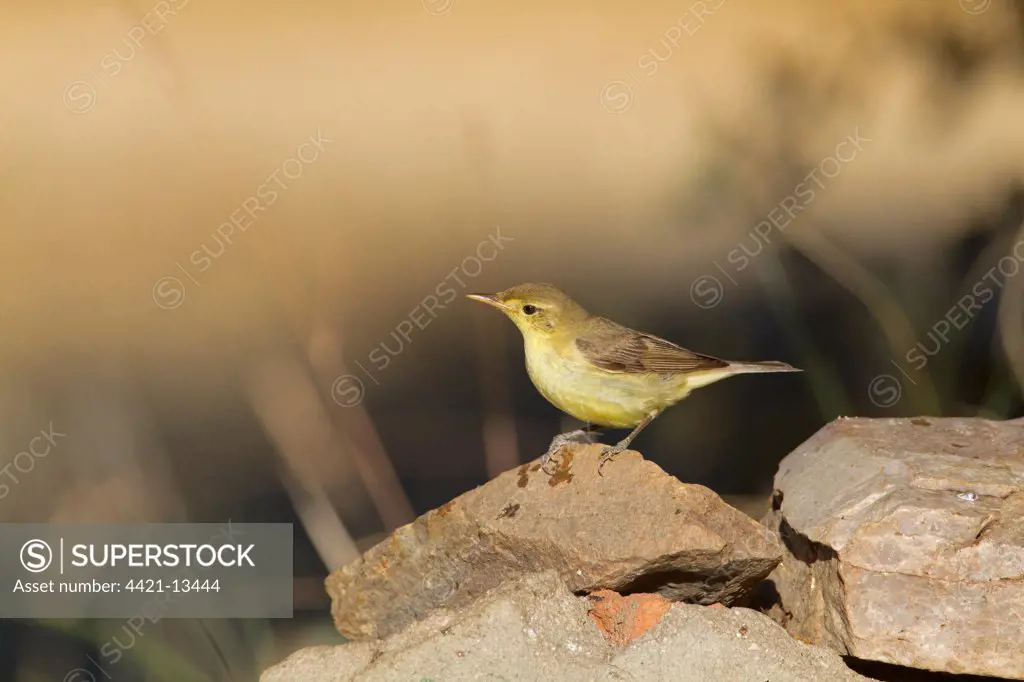 Melodious Warbler (Hippolais polyglotta) adult, perched on rock, Northern Spain, july