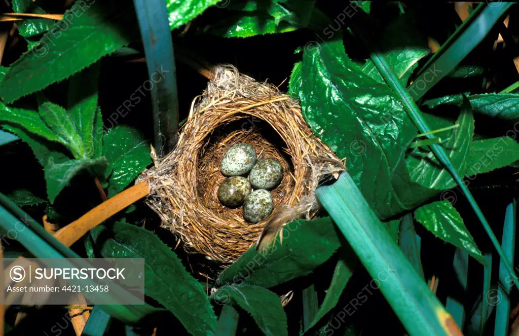 Reed Warbler (Acrocephalus scirpaceus) nest & four eggs