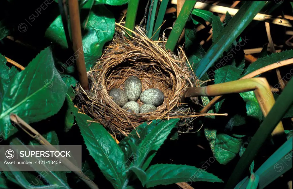 Warbler  Reed (Acrocephalus scirpaceus) Eggs in nest