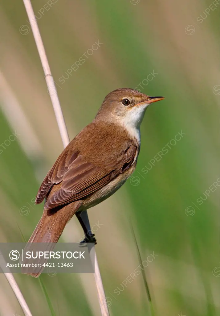 Eurasian Reed-warbler (Acrocephalus scirpaceus) adult, perched on reed, Norfolk, England, may