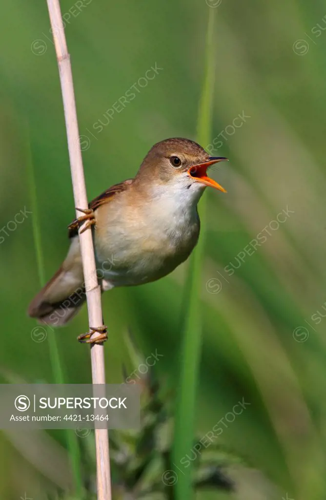 Eurasian Reed-warbler (Acrocephalus scirpaceus) adult male, singing, perched on reed, Norfolk, England, may