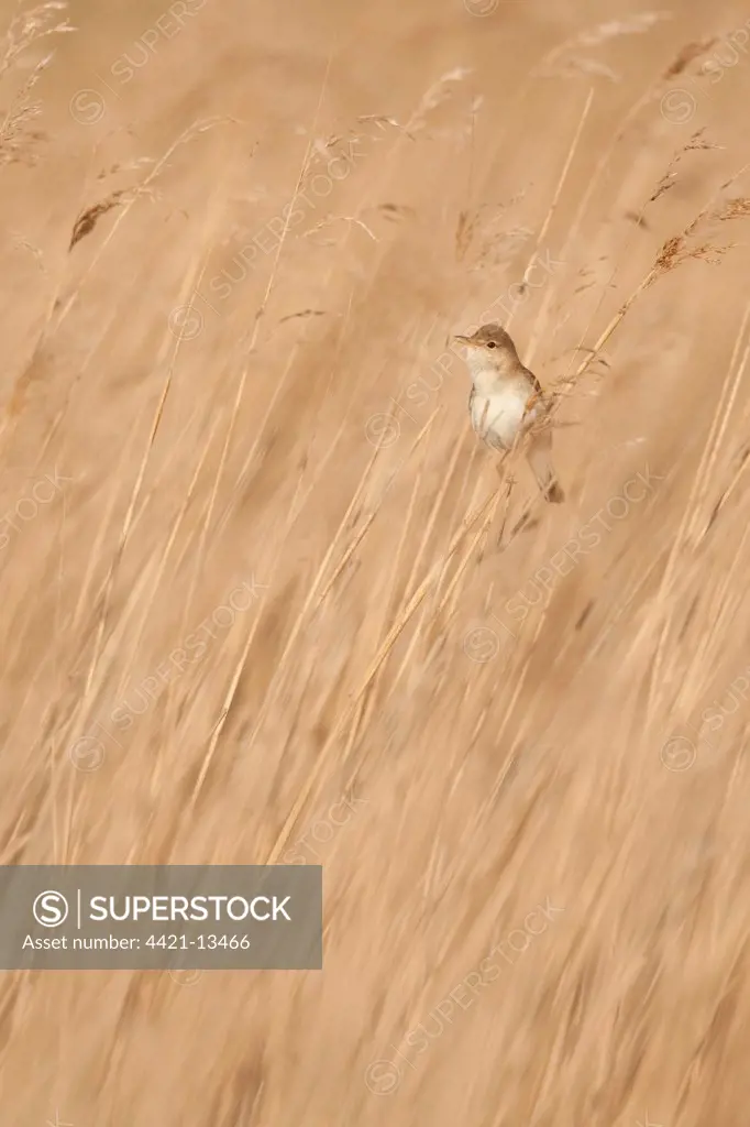 Eurasian Reed-warbler (Acrocephalus scirpaceus) adult, singing, perched on reed stem in reedbed, Norfolk, England, may