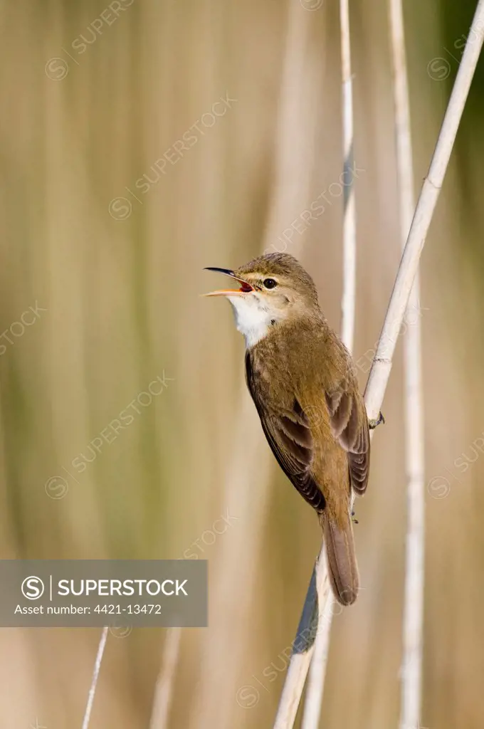 Eurasian Reed-warbler (Acrocephalus scirpaceus) adult, singing, perched on reed stem, Norfolk, England, may