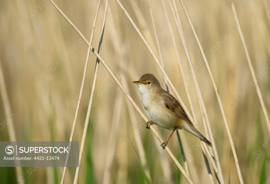 Eurasian Reed-warbler (Acrocephalus scirpaceus) adult, perched on reed stem in reedbed, Cley, Norfolk, England, may