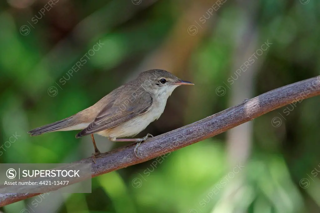 Eurasian Reed-warbler (Acrocephalus scirpaceus) adult, perched on twig, Lesvos, Greece, april
