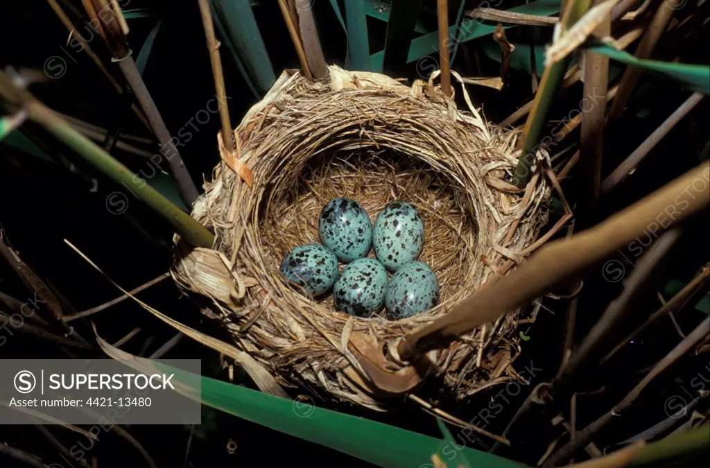 Great Reed Warbler (Acrocephalus arundinaceus) Eggs in nest