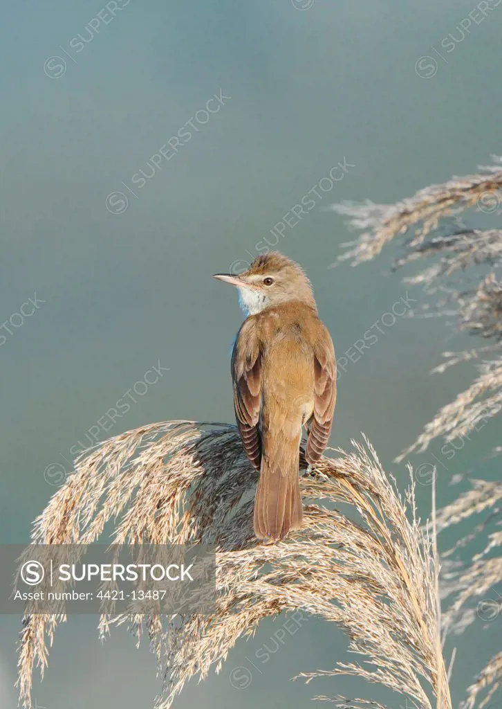 Great Reed-warbler (Acrocephalus arundinaceus) adult, perched on reed seedhead in reedbed, Lesvos, Greece, may