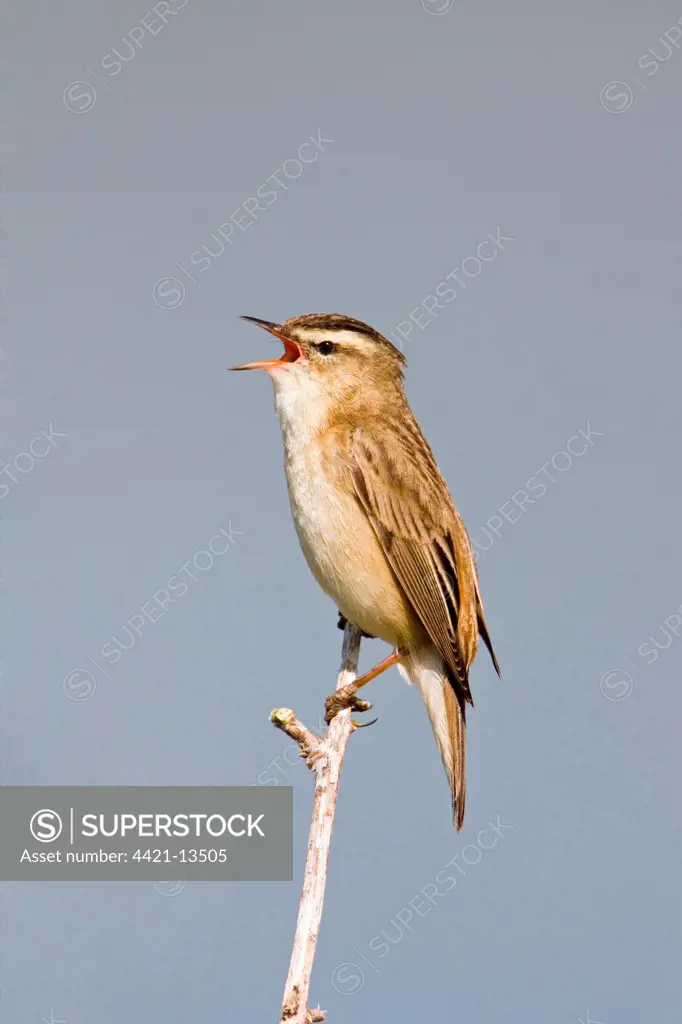 Sedge Warbler (Acrocephalus schoenobaenus) adult male, singing, perched on stem, Suffolk, England, may
