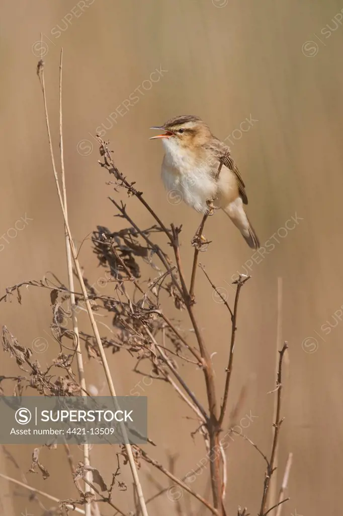 Sedge Warbler (Acrocephalus schoenobaenus) adult, singing, perched on stem, Norfolk, England