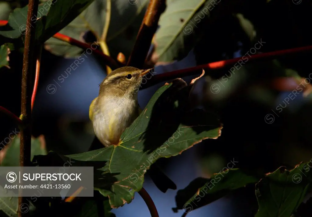 Yellow-browed Warbler (Phylloscopus inornatus) adult, scarce autumn vagrant, perched on sycamore leaf, Norfolk, England, october