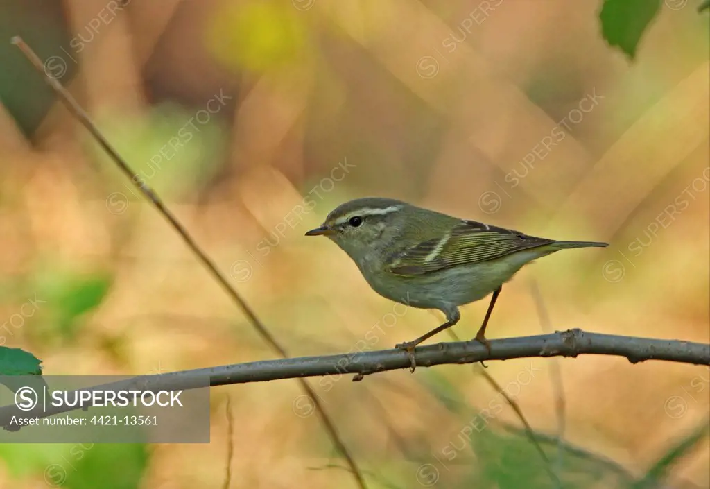 Yellow-browed Warbler (Phylloscopus inornatus) adult, perched on twig, Hebei, China, may