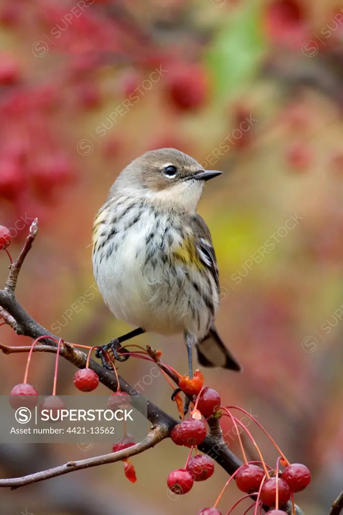 Yellow-rumped Warbler (Dendroica coronata) Myrtle race, adult, winter plumage, perched on crabapple with fruit, U.S.A.