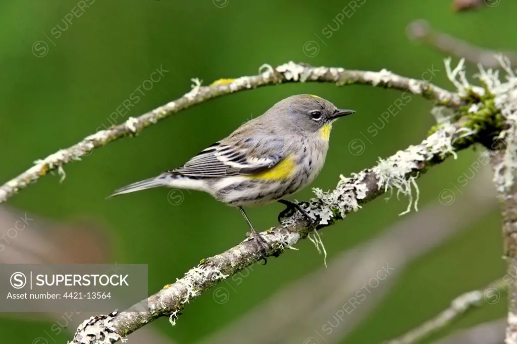 Yellow-rumped Warbler (Dendroica coronata) Audubon's race, adult, perched on twig, U.S.A., winter