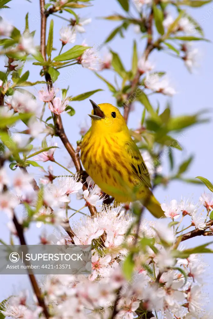 Yellow Warbler (Dendroica petechia) adult male, singing, perched in flowering cherry, U.S.A.