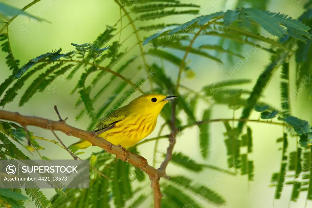 Yellow Warbler (Dendroica petechia) adult male, perched on twig, South Padre Island, Texas, U.S.A., april