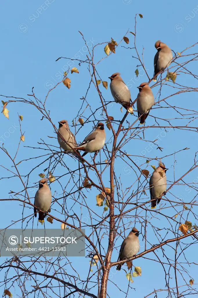 Bohemian Waxwing (Bombycilla garrulus) eight adults, flock gathering in silver birch during influx, Shropshire, England, winter